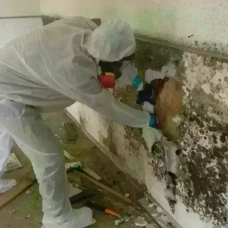 Mold Remediation and Removal in Wynnewood, OK